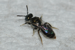Perdita boltoniae