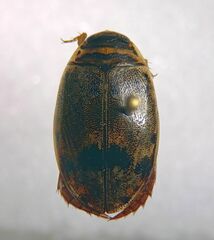 Thermonectus nigrofasciatus