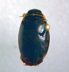Thermonectus nigrofasciatus