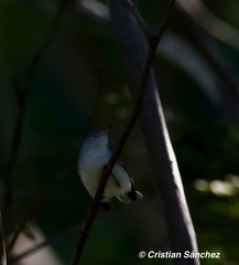 Polioptila nigriceps