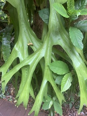 Platycerium superbum