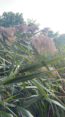 Phragmites australis