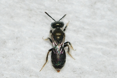 Perdita boltoniae