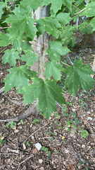 Acer