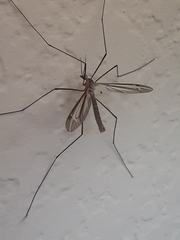 Tipulomorpha