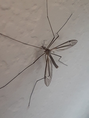 Tipulomorpha