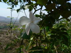 Jasminum officinale