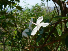 Jasminum officinale