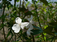 Jasminum officinale