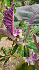 Solanum quitoense