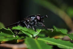 Stilbosoma cyaneum