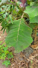 Solanum quitoense