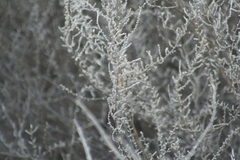 Allenrolfea occidentalis