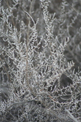 Allenrolfea occidentalis
