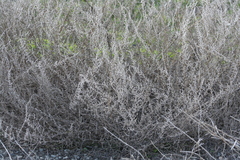 Allenrolfea occidentalis