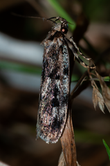 Barea exarcha