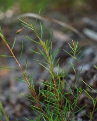Hibbertia acicularis