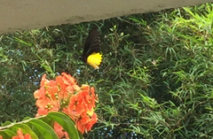 Troides helena cerberus