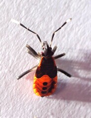 Dindymus circumcinctus