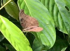 Dophla evelina compta
