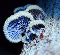 Schizophyllum commune