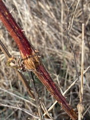 Neolasioptera nodulosa