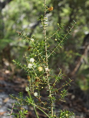 Acacia ulicifolia