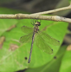Micromidia atrifrons