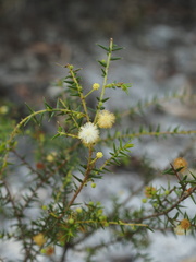 Acacia ulicifolia