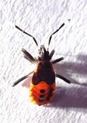 Dindymus circumcinctus