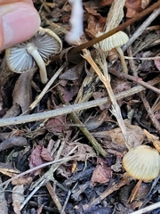 Coprinellus impatiens