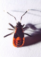 Dindymus circumcinctus