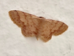 Idaea chotaria