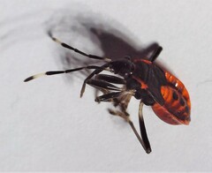 Dindymus circumcinctus