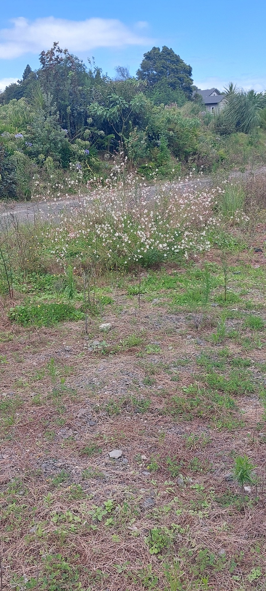 Prachtkerze (Oenothera lindheimeri): Herkunft und Verwendung — foto 2
