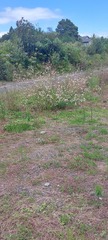 Prachtkerze (Oenothera lindheimeri): Herkunft und Verwendung — Foto 2