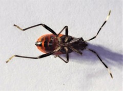 Dindymus circumcinctus