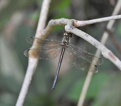 Micromidia atrifrons