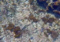 Fistularia commersonii