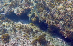 Fistularia commersonii