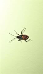 Dindymus circumcinctus