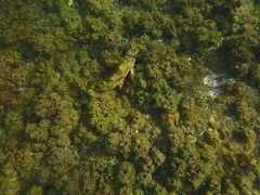 Chironemus marmoratus