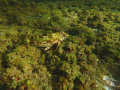 Chironemus marmoratus