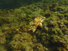 Chironemus marmoratus