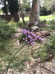 Verbena incompta