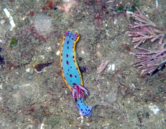Hypselodoris bennetti