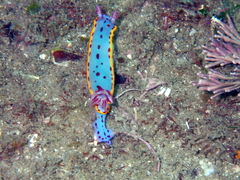 Hypselodoris bennetti