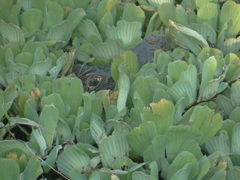 Caiman crocodilus chiapasius