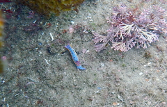 Hypselodoris bennetti