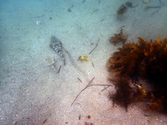 Platycephalus fuscus